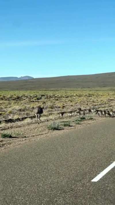 Apareció un ñandú macho cuidando a sus pequeños charitos en la provincia de Neuquén