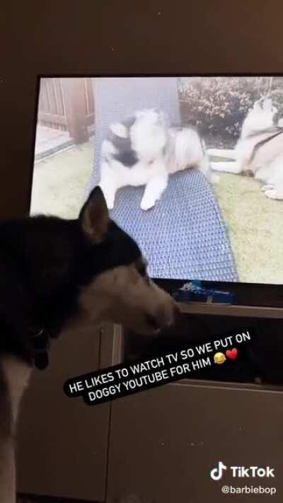 Husky being Husky