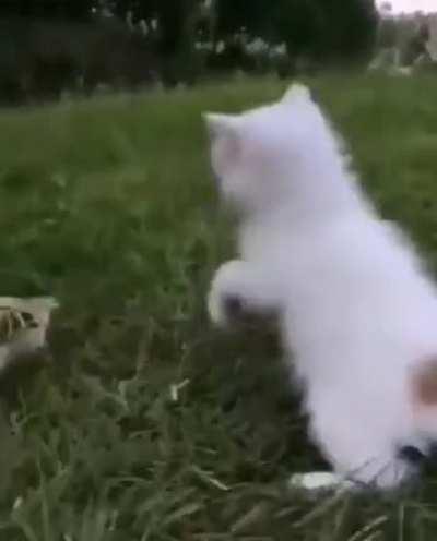 Kitten making a new friend