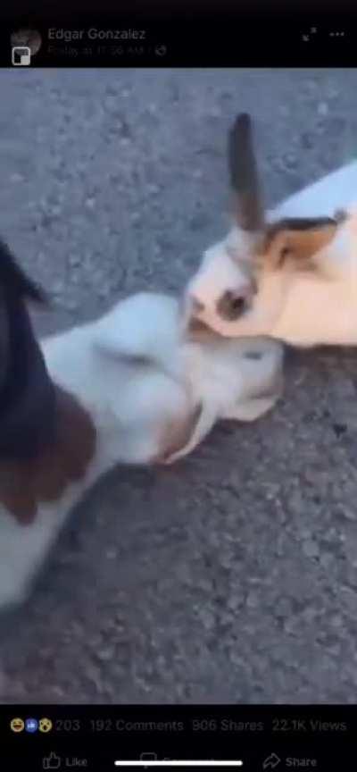 Rabbit doesn&rsquo;t wanna leave his dead friend