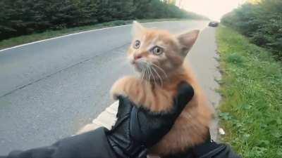 Biker saves a kitten