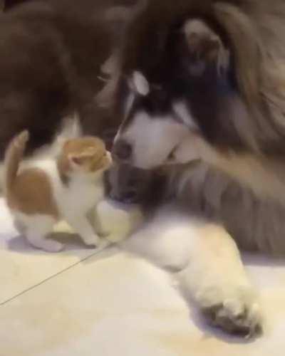 Gentle Giant with his Tiny Friend!