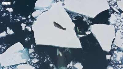 Killer Whales Working Together to Hunt Seals on Ice