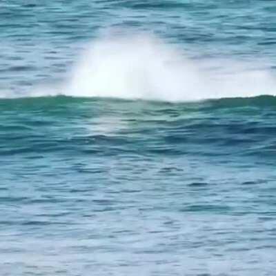 WCGW trying to surf in the middle of a dolphin lineup.