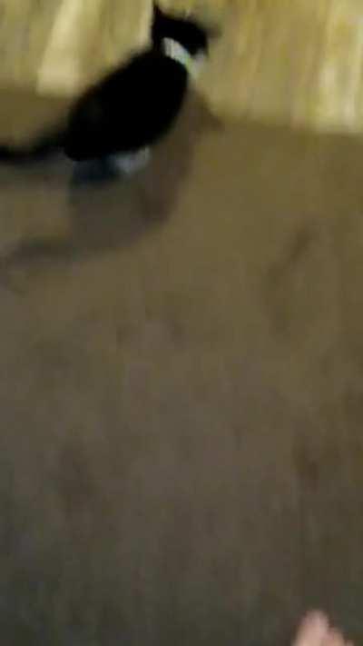 Kitchen rug makes scary noises 😵