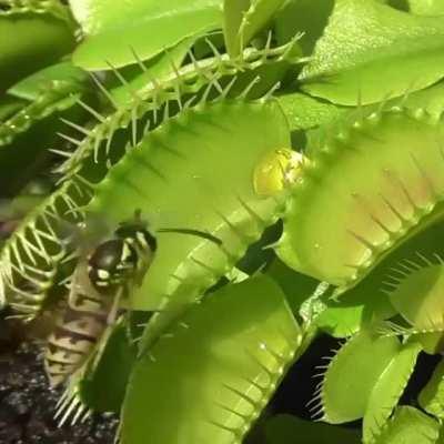 🔥 Suicide mission 🐝 🌱