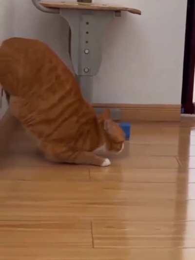 Back legs looks like they are made out of springs. 