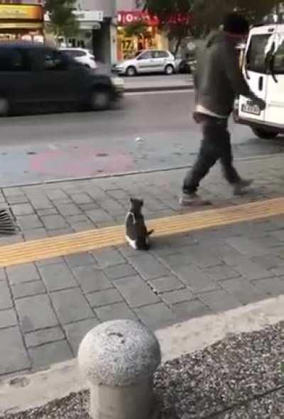 Cat on sidewalk attacks pedestrians