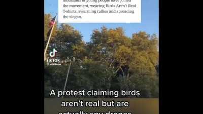 ‘Birds Aren’t Real’ Protest in NYC.