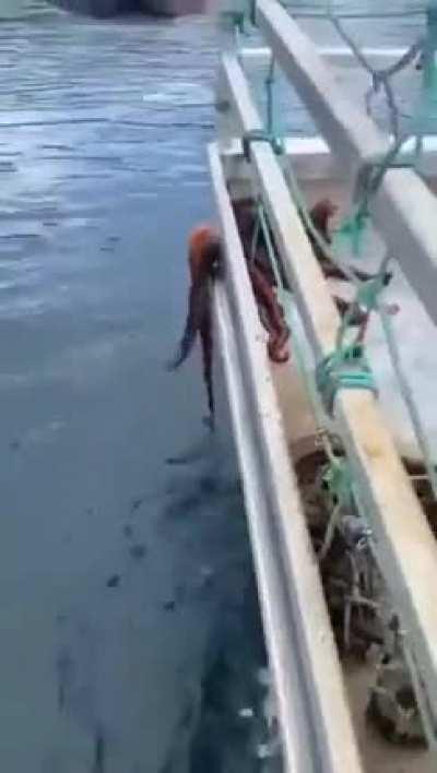 🔥The Great Escape🐙; Octopuses are very intelligent and are able to squeeze through tiny holes, as the only part of their body that’s hard is their beak