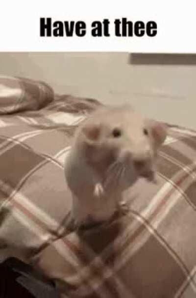 Despite their small size humans are extremely aggressive and will attack anything they perceive as a threat.