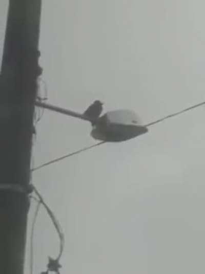 Nessa crise cada um da o seu jeito