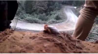 You will never be able to witness a snail watching a Rally Race again..