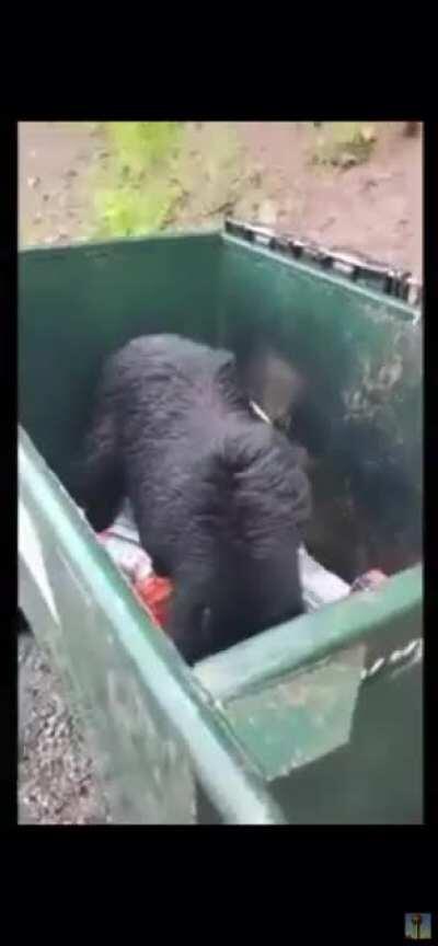 Fuck that bear in particular