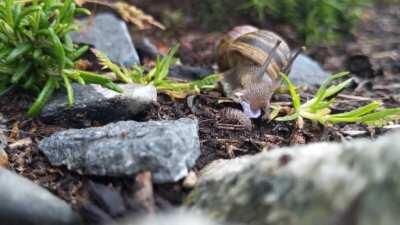 A snail eating a flower petal. [0:30]