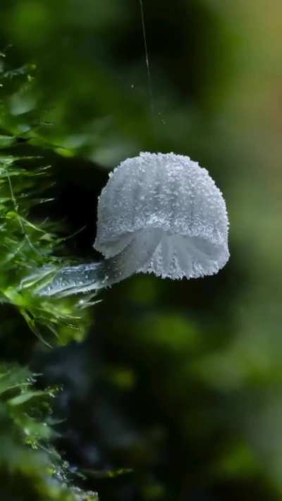 Ryan Dale and these amazing close-up photos