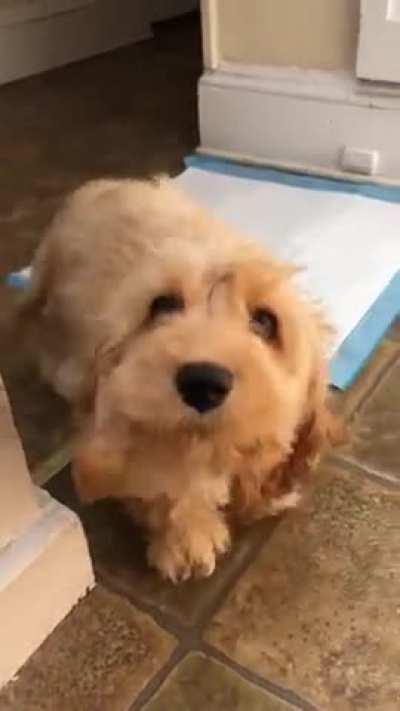 First time pet owner. My heart melts whenever I come home.