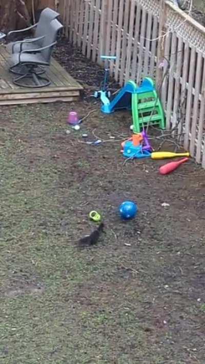 Squirrel in my backyard interrupted a bank meeting today (OC)