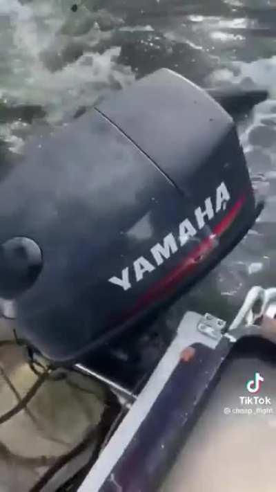 People think this is a Bull Shark because the OP said they were in a lake. This is very clearly a Great White.