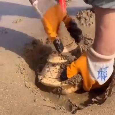 This Man digs up a giant seashell