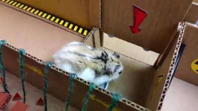 Hamster Hazardous Course - Trying to upload this video for the 4th time