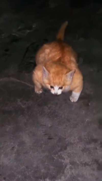 No se si alguien ya lo publico antes🥚