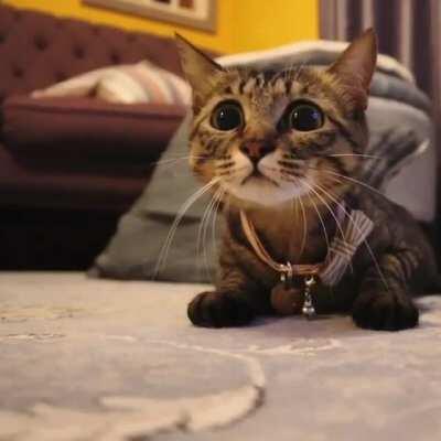 Excellent shot of this cat jumping away