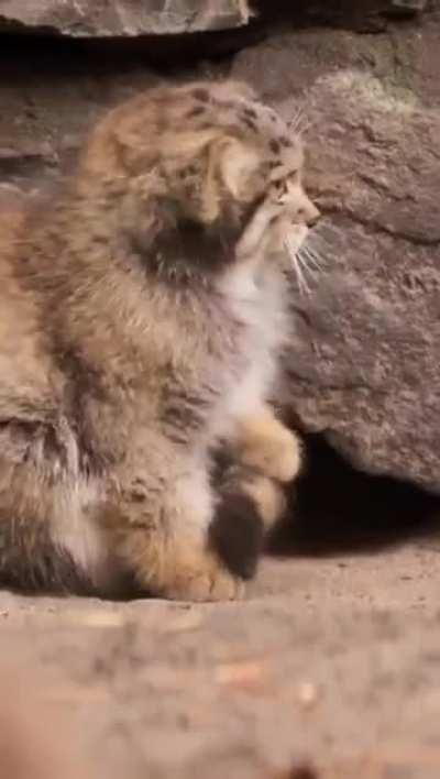 A Pallas kitten learning to Pallas Cat