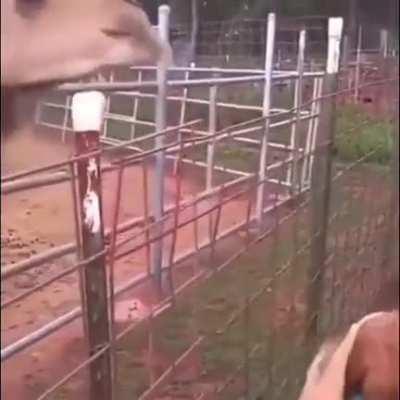 Taking a selfie with a camel