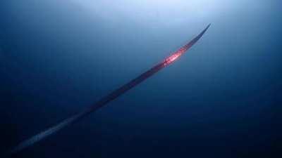 Divers encountering an oarfish