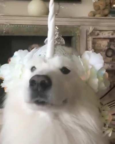 Her highness awaits your offering