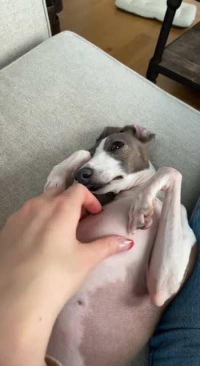 When I die I hope to reincarnate as an iggy getting post walk scratches