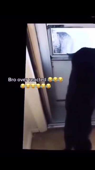 Cat throws a tantrum