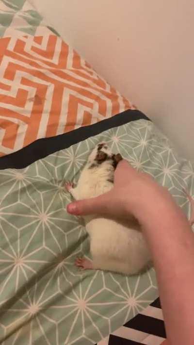 Dabby’s squeaks whenever she thinks she’s about to get picked up. (I’m being gentle)