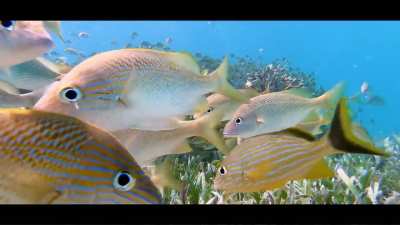 🔥 Underwater Bliss, Isla Mujeres reef life