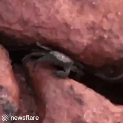 That one spycrab wot you killed when he respawn