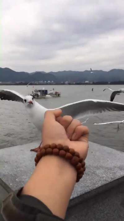 Чайка прифигела от такого поворота событий