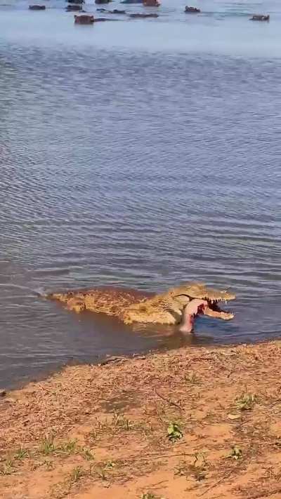 Crocodiles take terrestrial prey into the water, but bring aquatic prey to shore