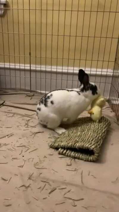 He loves his ducky so much