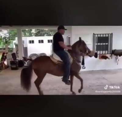 How my horse feels whenever I'm in a rush: