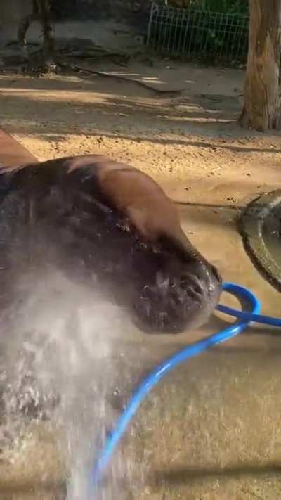 One word: Majestic. Moo Deng and her siblings definitely get their good looks from Jonah.