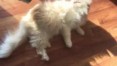 Opal’s morning routine