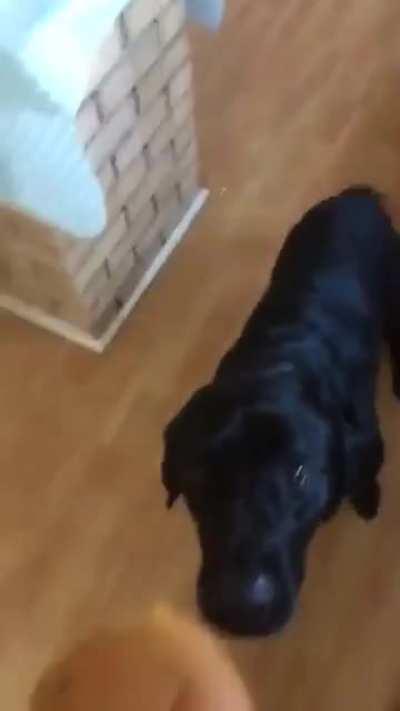 He ate that like a vacuum