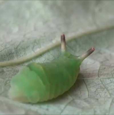 Curetis acuta: Step back I got my own weapons