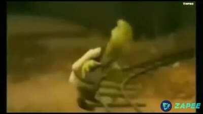 AjHahajs 😂 🤣🤣🤣🤣🤣 çam muito engraçador abanadores