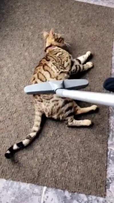 My cat loves technology