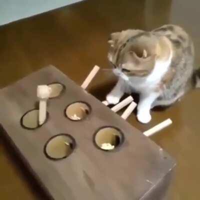 That's an ingenious cat toy