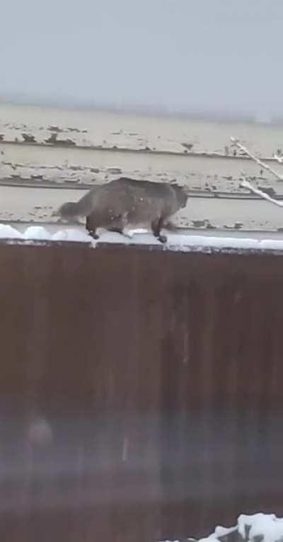 Spotted in Washington state (we just had a snow storm)