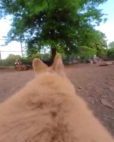 The way he walks is adorable