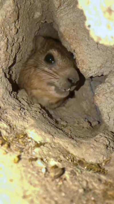 “Wawa” Extended cut